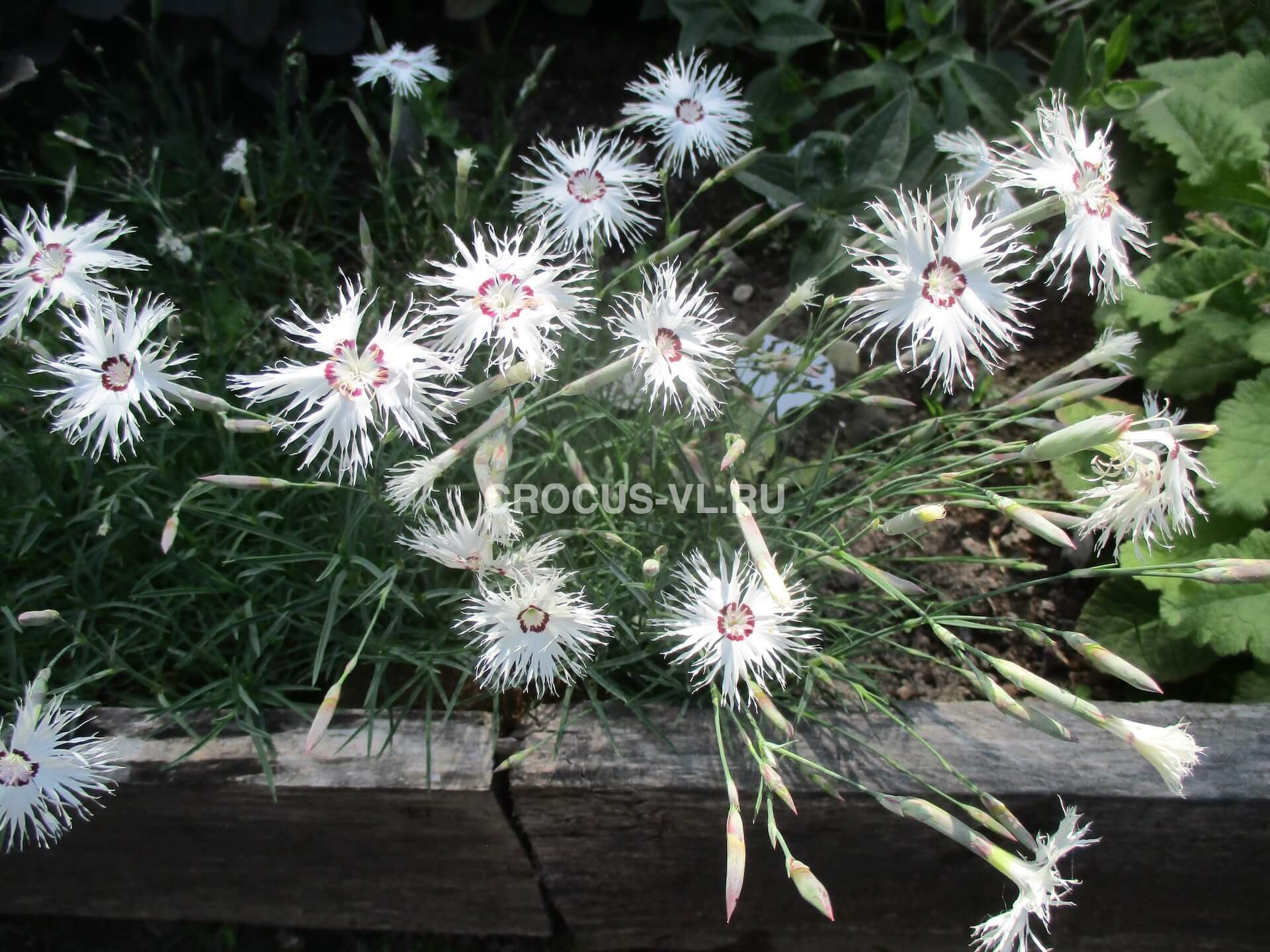 Гвоздика песчаная «Бахрома» (белая) Гвоздика песчаная «Бахрома» (белая)